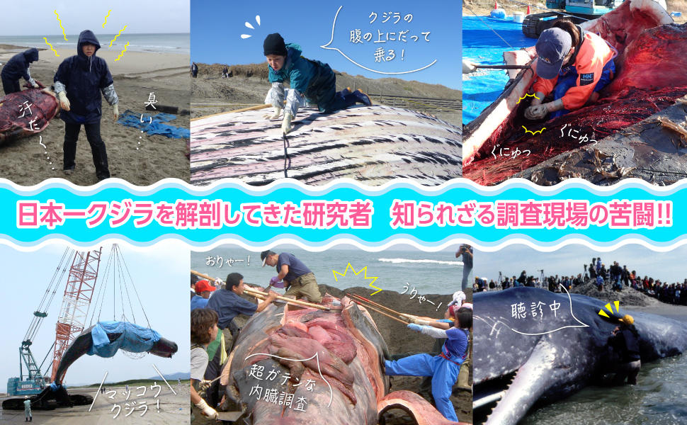 日本一クジラを解剖してきた研究者が七転八倒の研究の日々を綴る