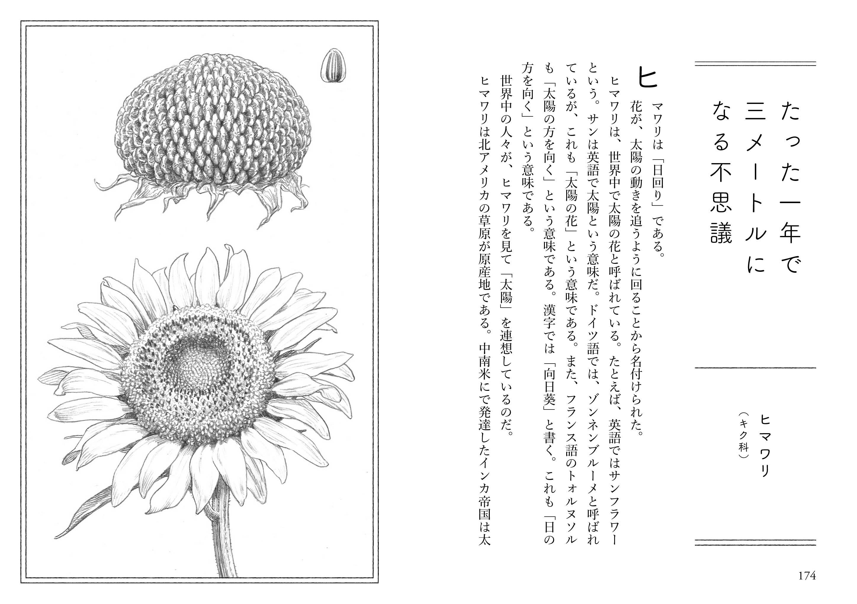 花は自分を中面7.jpg
