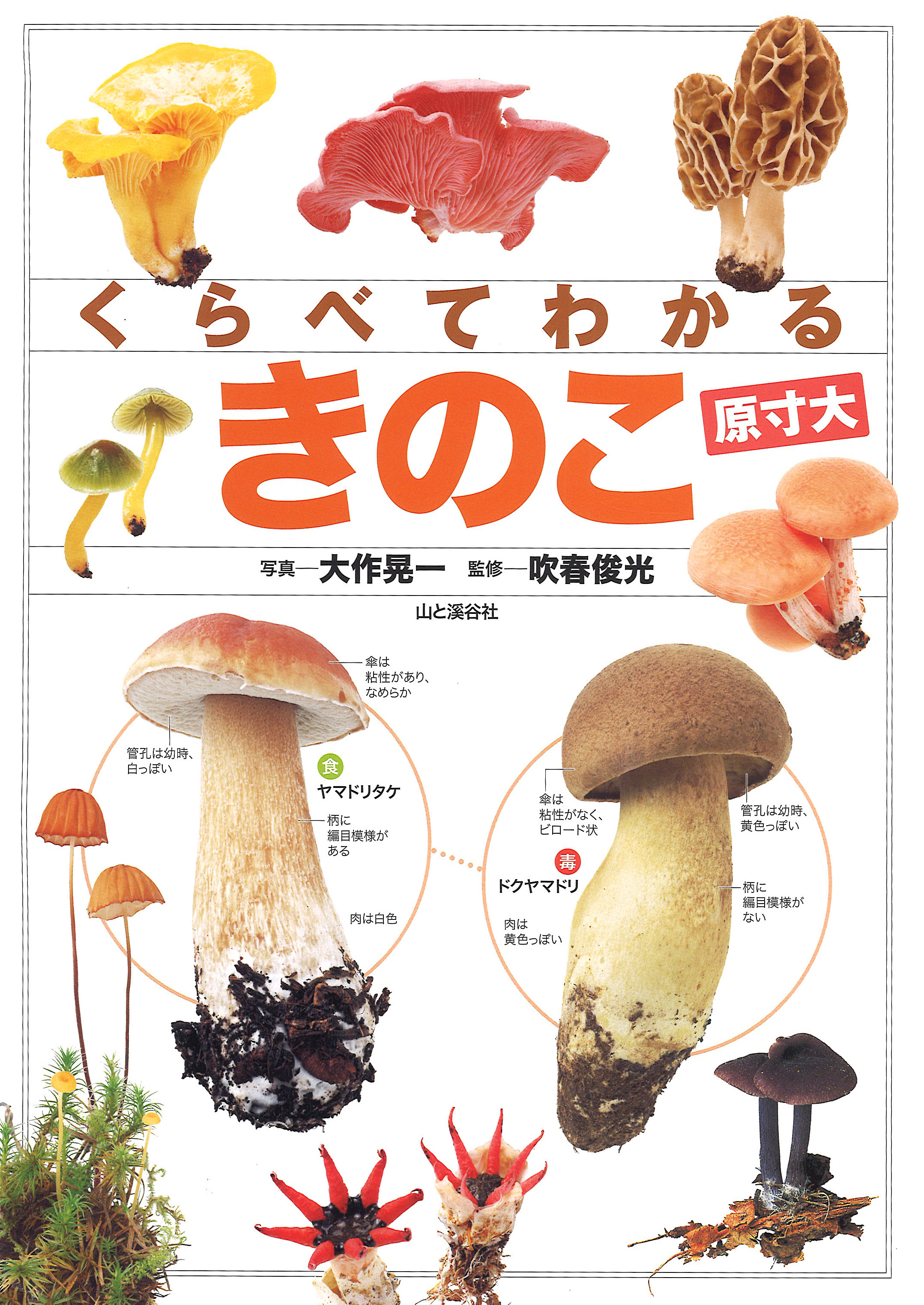日本のきのこ約440種類を原寸大で紹介 よく似たきのこの違いが分かる