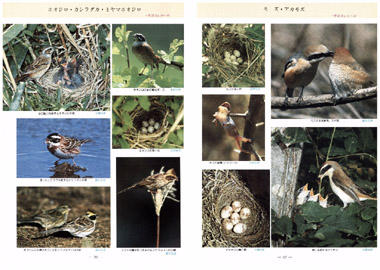 伝説の野鳥図鑑、保育社『原色日本野鳥生態図鑑』〈陸鳥編