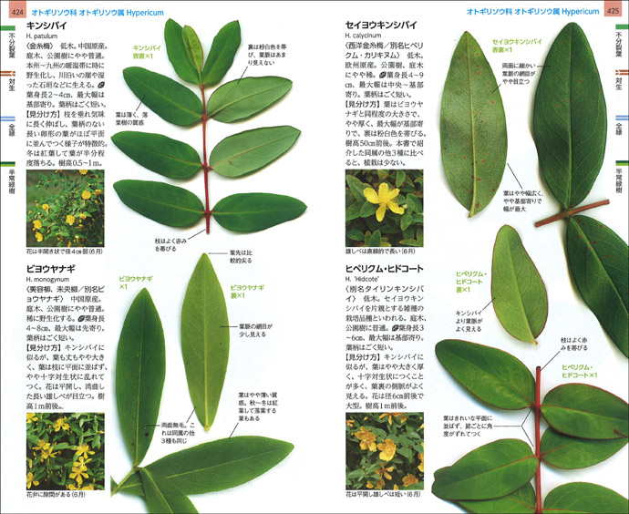 野生から植栽まで、北海道〜九州で見られるほとんどの樹木を網羅した