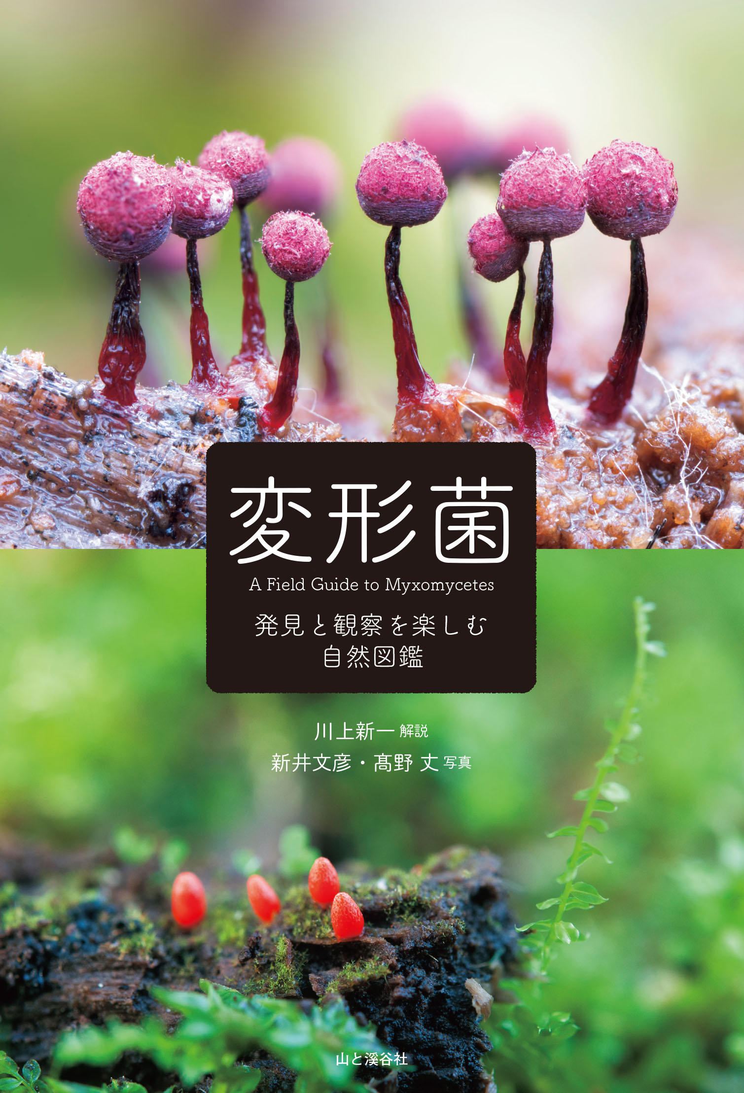 不思議で美しい生物 変形菌 を探しに行こう 初心者からセミプロまで使える図鑑 変形菌 発見と観察を楽しむ自然図鑑 発売 山と溪谷社 新着情報 山と溪谷社 不思議で美しい生物 変形菌 を探しに行こう 初心者からセミプロまで使える図鑑 変形菌 発見と観察を楽しむ自然図鑑 発売 山と溪谷社 新着情報 山と溪谷社
