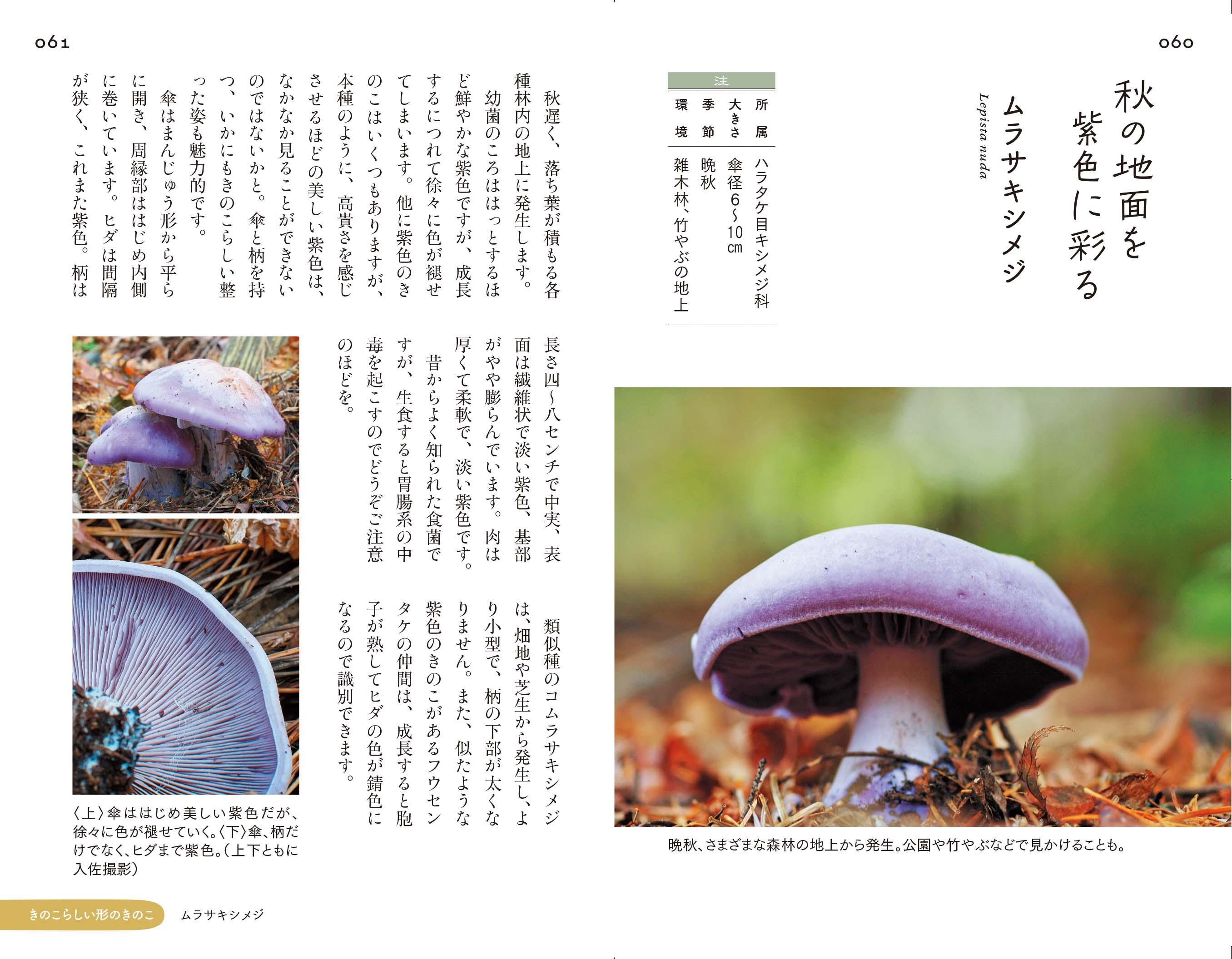 20220617_kinoko_03.jpg