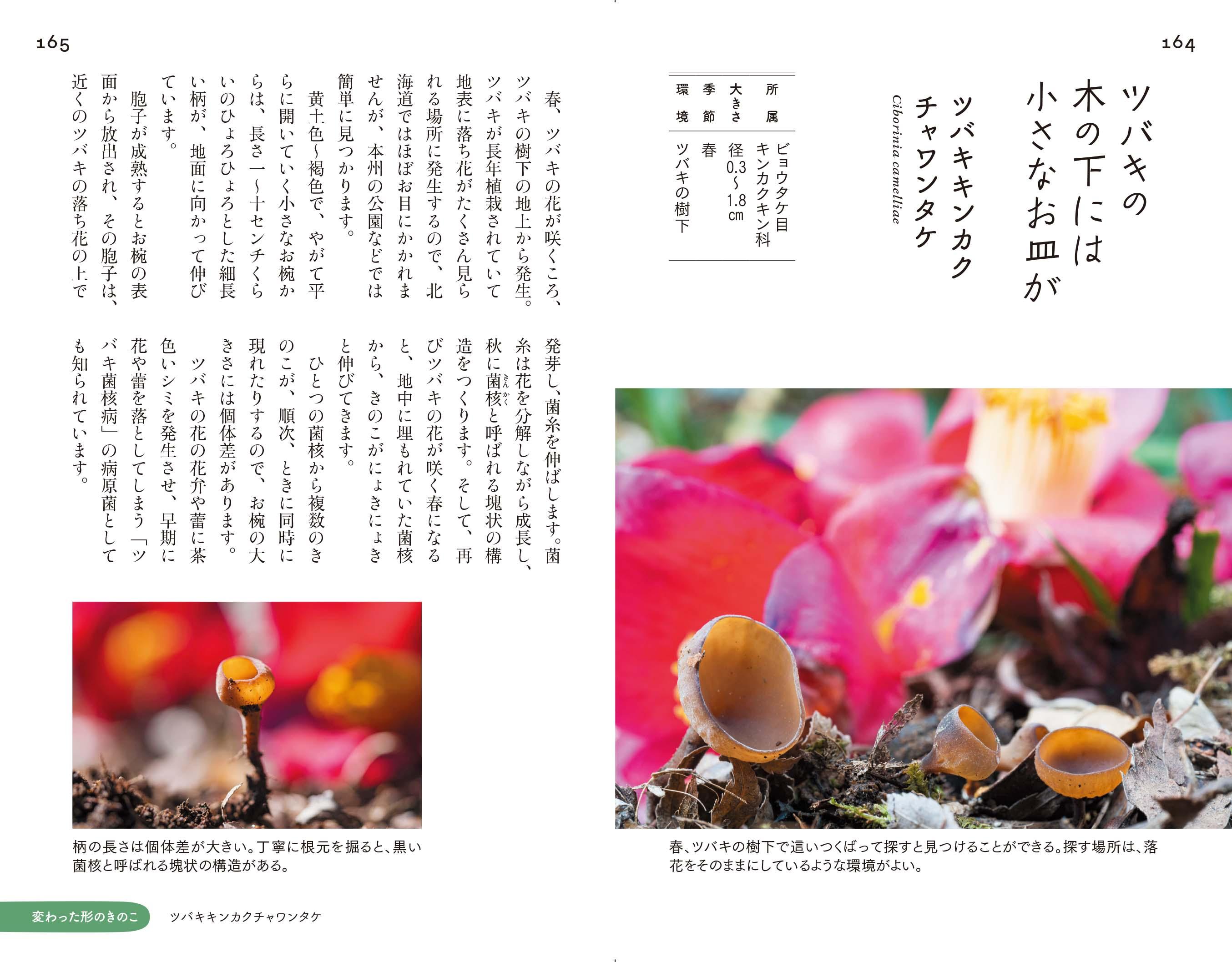 20220617_kinoko_05.jpg