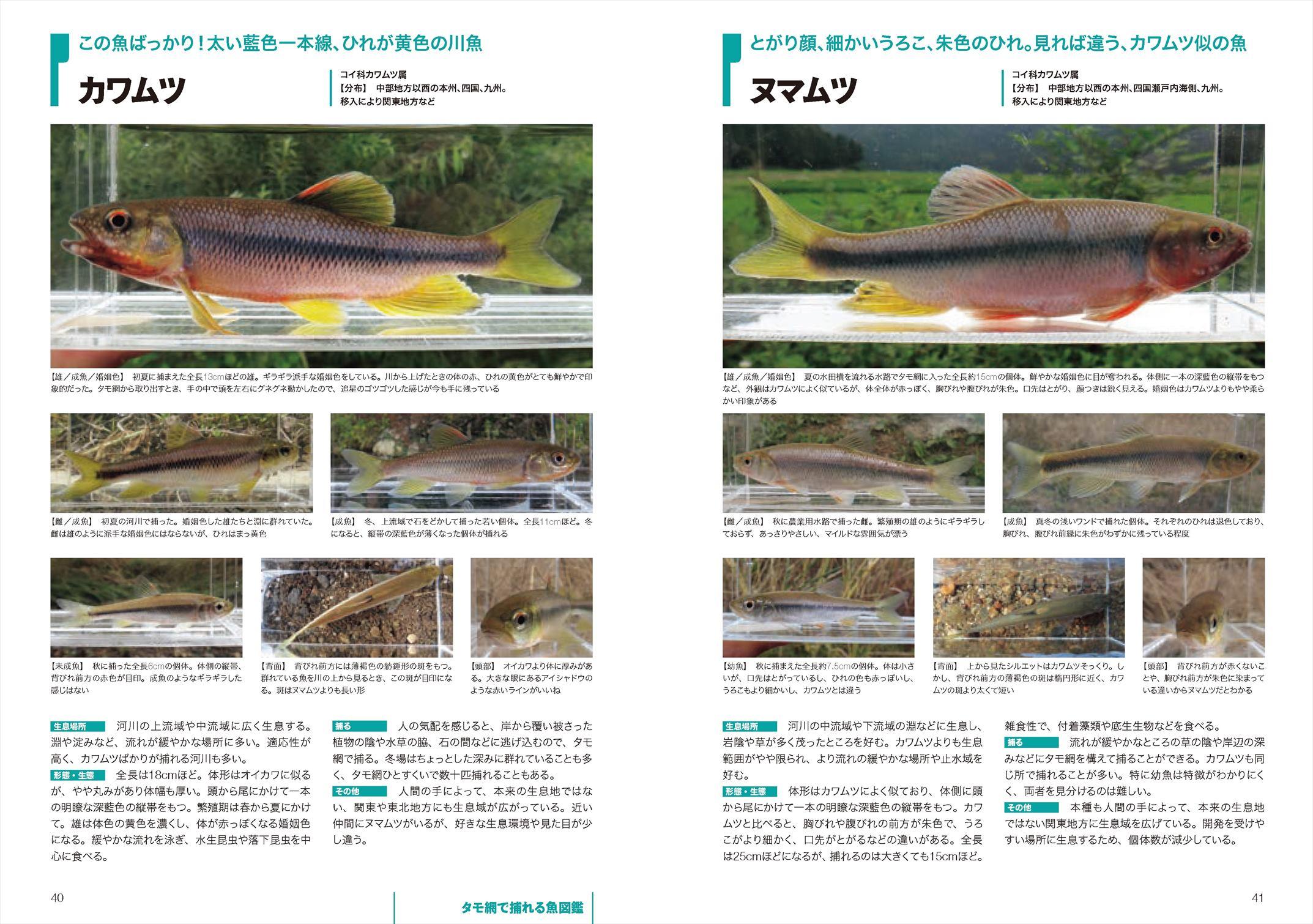 この夏にピッタリ 身近な水辺で魚が捕れる 道具選び テクニック 分かりやすい生き物図鑑が1冊に タモ網1本ではじめられる魚とり 発売 山と溪谷社 新着情報 山と溪谷社