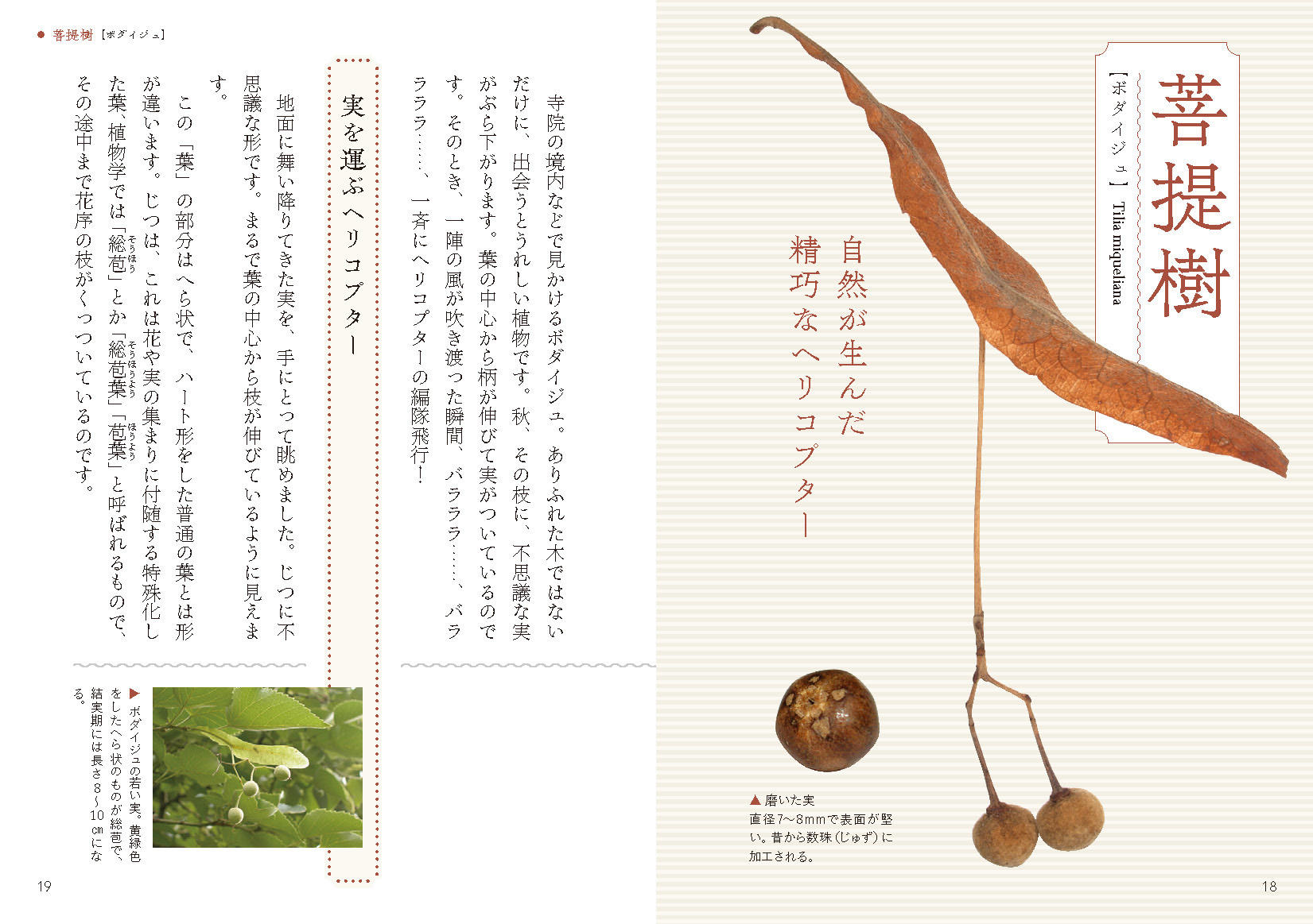 空に舞い、動物を操り、時を駆ける。 小さなタネたちが