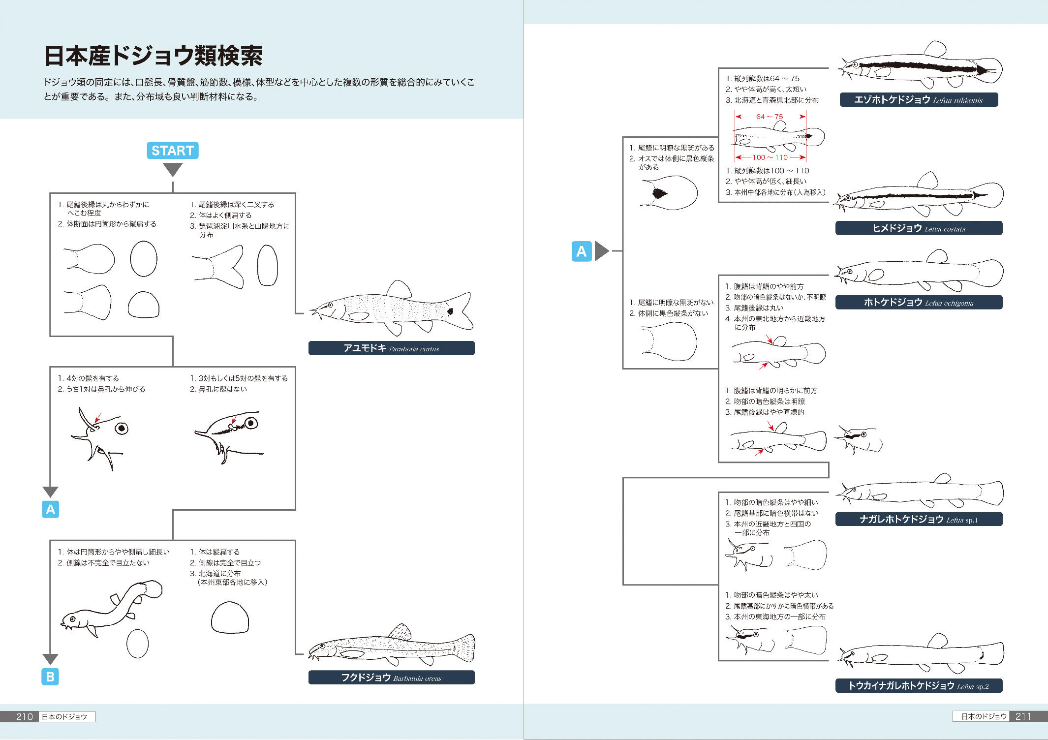 新標準和名3種を提唱 身近で謎多き魚 ドジョウ に日本一詳しい図鑑 日本のドジョウ 発売 山と溪谷社 新着情報 山と溪谷社 新標準和名3種を提唱 身近で謎多き魚 ドジョウ に日本一詳しい図鑑 日本のドジョウ 発売 山と溪谷社 新着情報 山と溪谷社