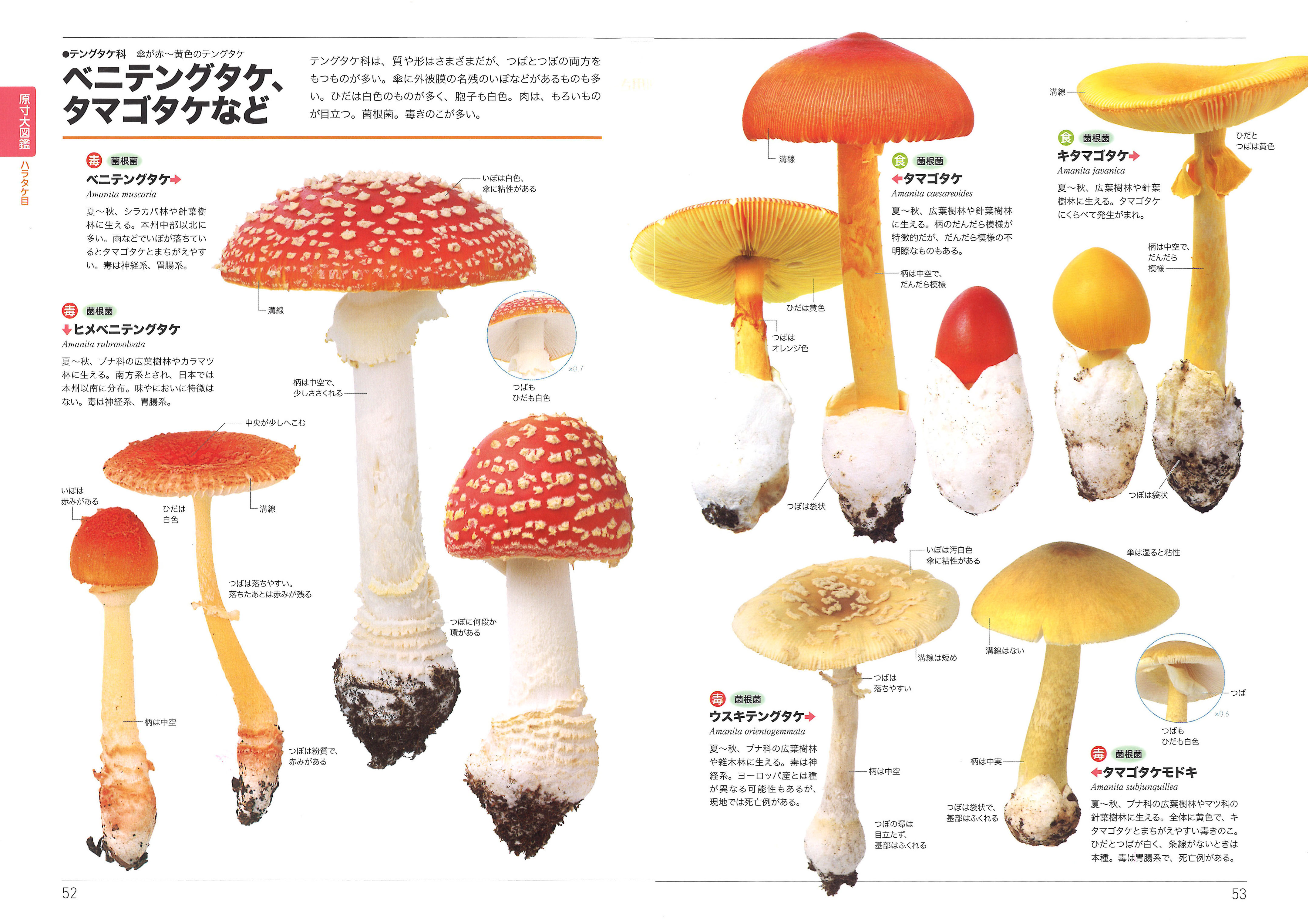 日本のきのこ約440種類を原寸大で紹介 よく似たきのこの違いが分かる初中級者向けきのこ図鑑の決定版 山と溪谷社 新着情報 山と溪谷社