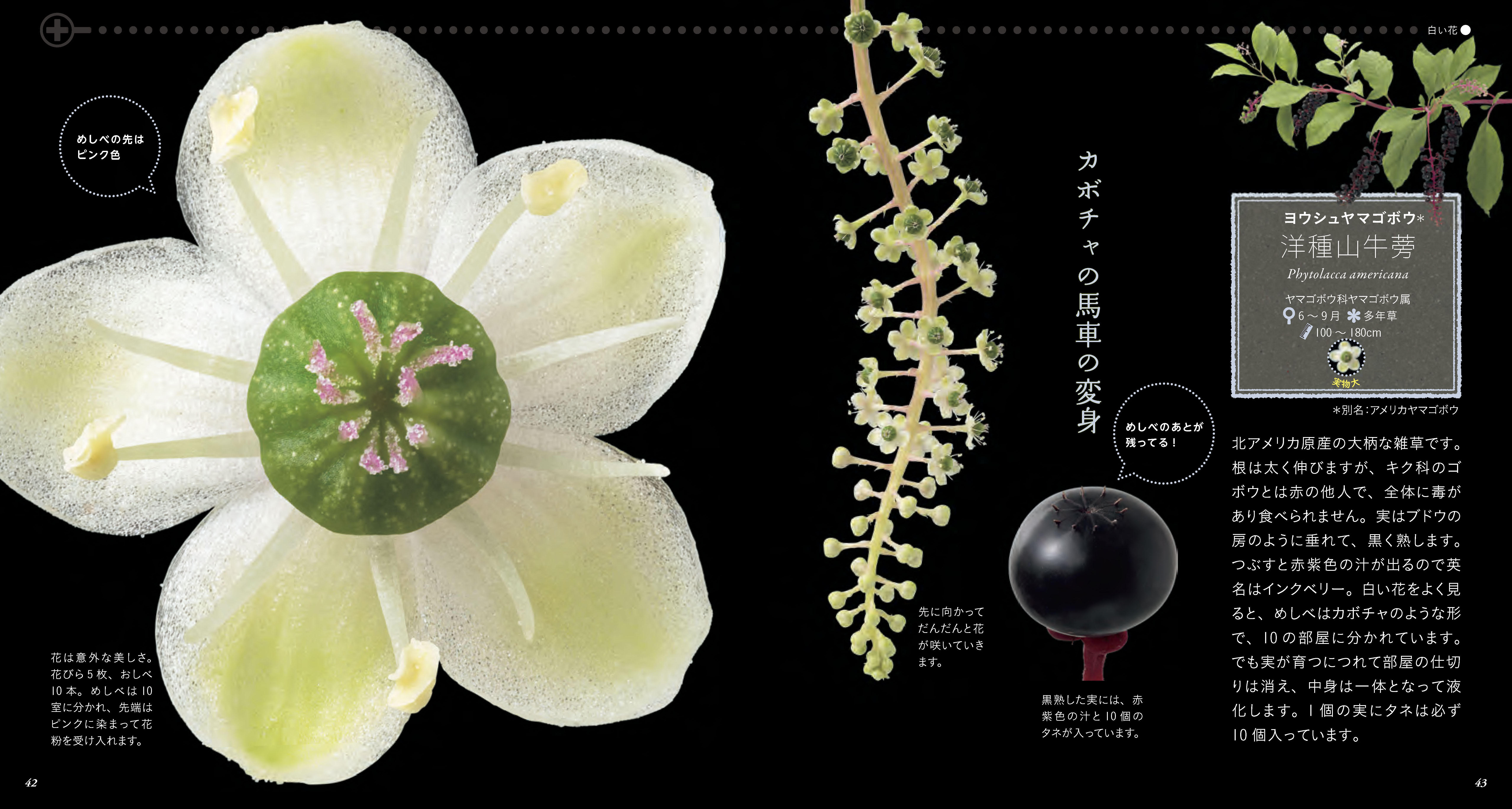 雑草ってこんなにきれいなの 道ばたの花々を超クローズアップした 美しき小さな雑草の花図鑑 刊行 山と溪谷社 新着情報 山と溪谷社
