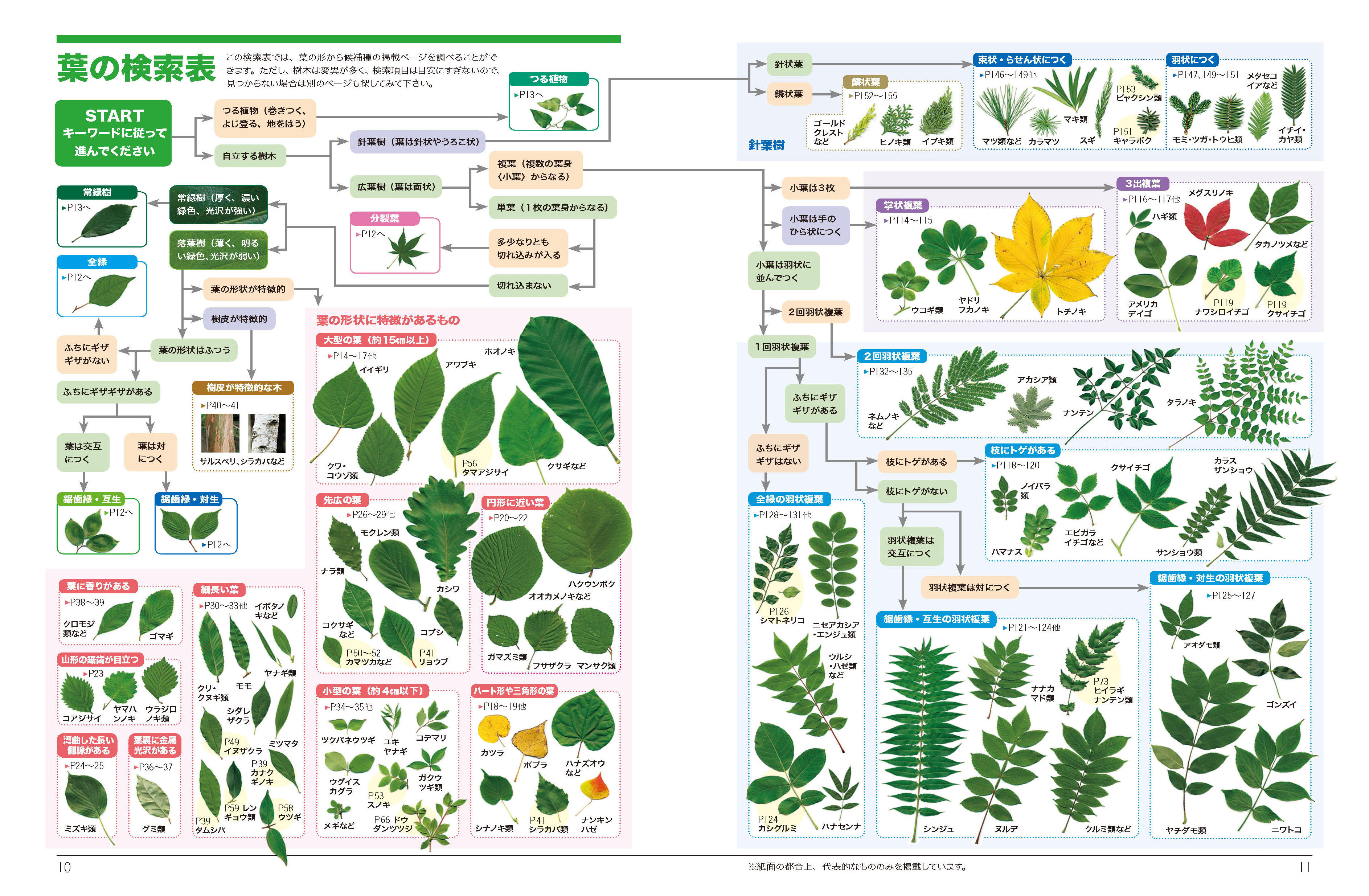 よく似た葉っぱがひと目で見分けられる 初心者向け樹木図鑑の決定版 くらべてわかる木の葉っぱ 刊行 山と溪谷社 新着情報 山と溪谷社