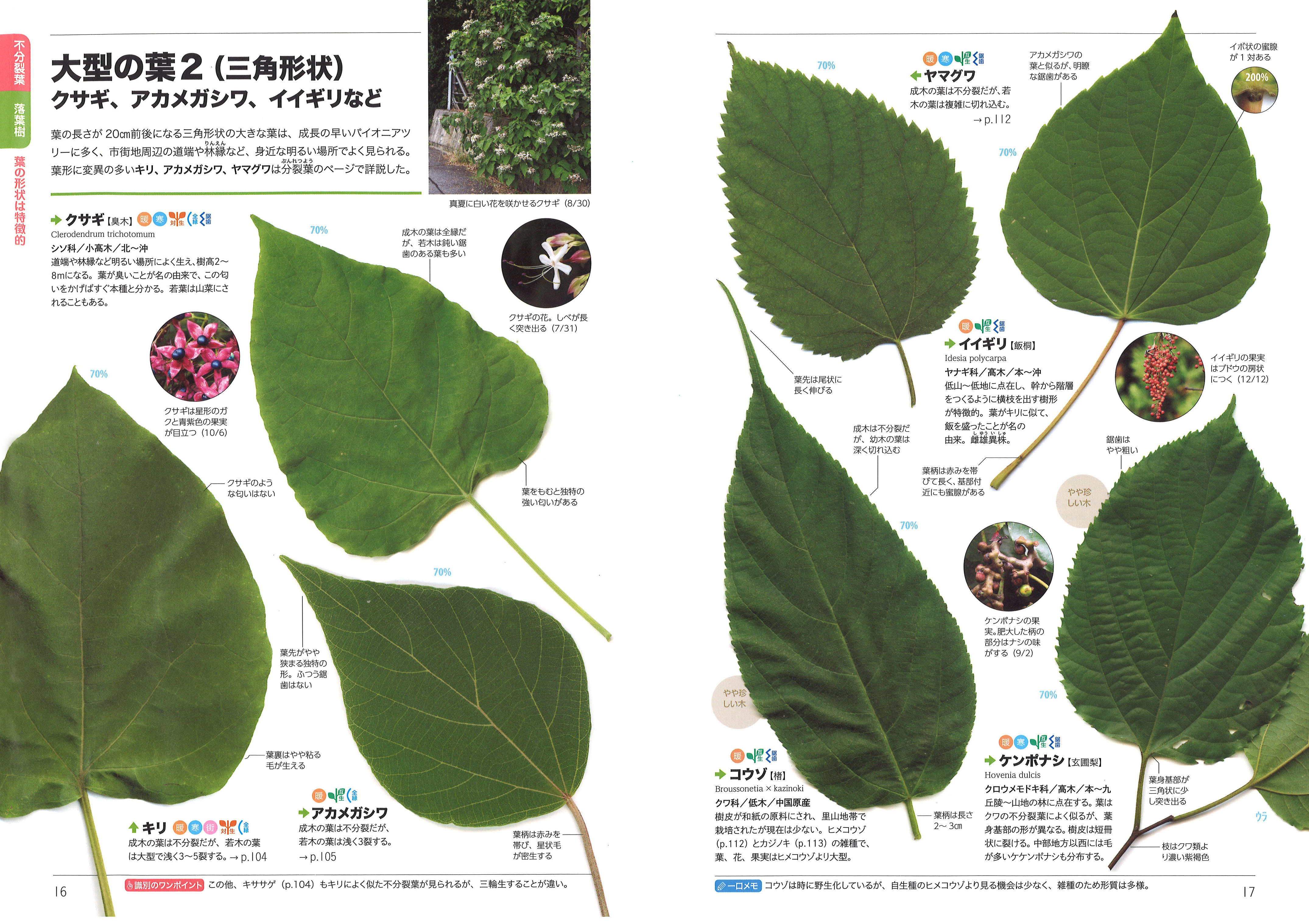 よく似た葉っぱがひと目で見分けられる 初心者向け樹木図鑑の決定版 くらべてわかる木の葉っぱ 刊行 山と溪谷社 新着情報 山と溪谷社