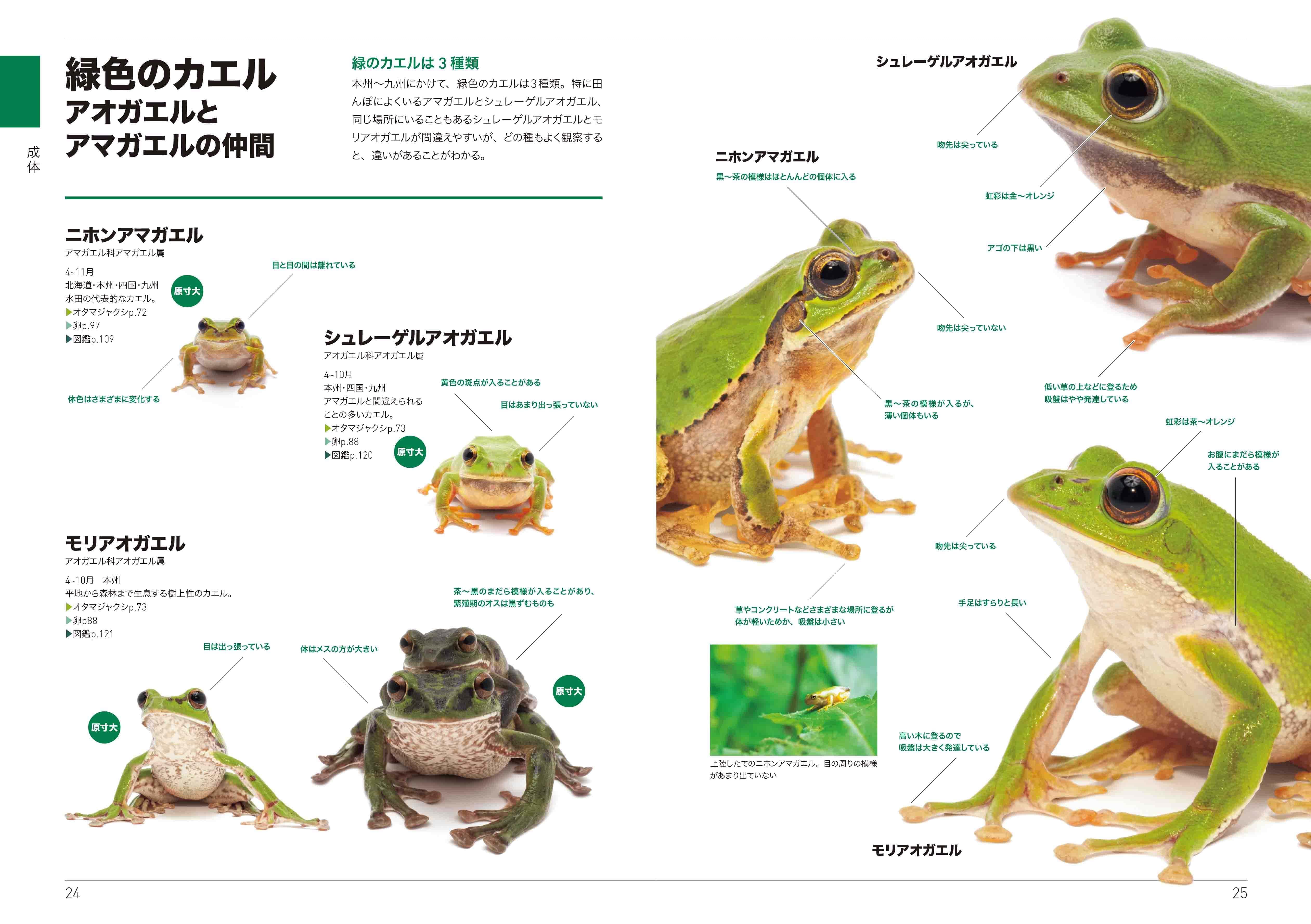 カエル オタマジャクシ 卵がくらべてわかる わかって楽しい 見て楽しいカエル図鑑 くらべてわかるカエル 発売 山と溪谷社 新着情報 山と溪谷社