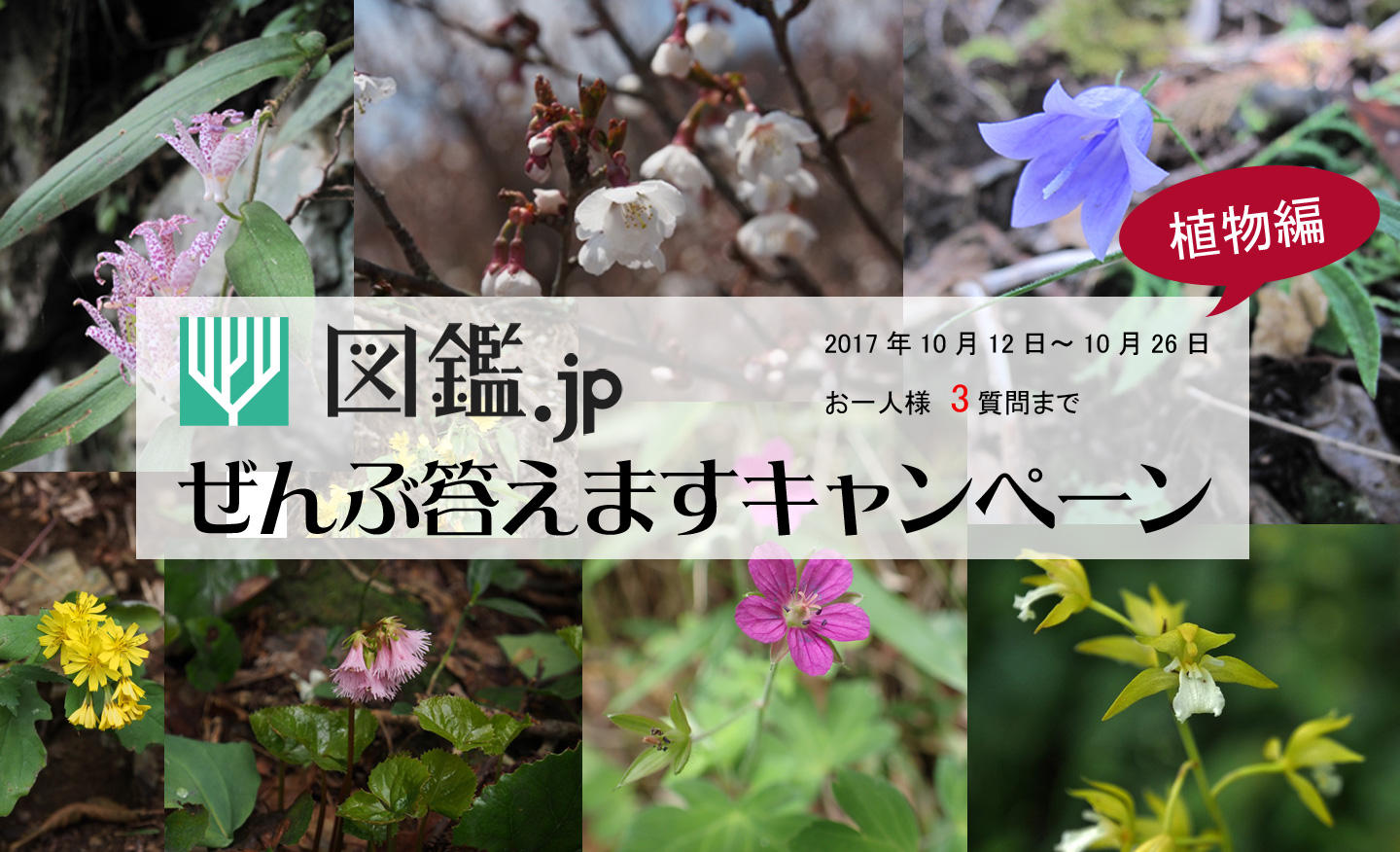 植物の名前 ぜんぶ答えますキャンペーン がスタート 10月12日 26日まで質問を募集 生物図鑑の読み放題サイト 図鑑 Jp 山と溪谷社 新着情報 山と溪谷社 植物の名前 ぜんぶ答えますキャンペーン がスタート 10月12日 26日まで質問を募集 生物図鑑の読み放題サイト 図鑑 Jp 山と溪谷社 新着情報 山と溪谷社